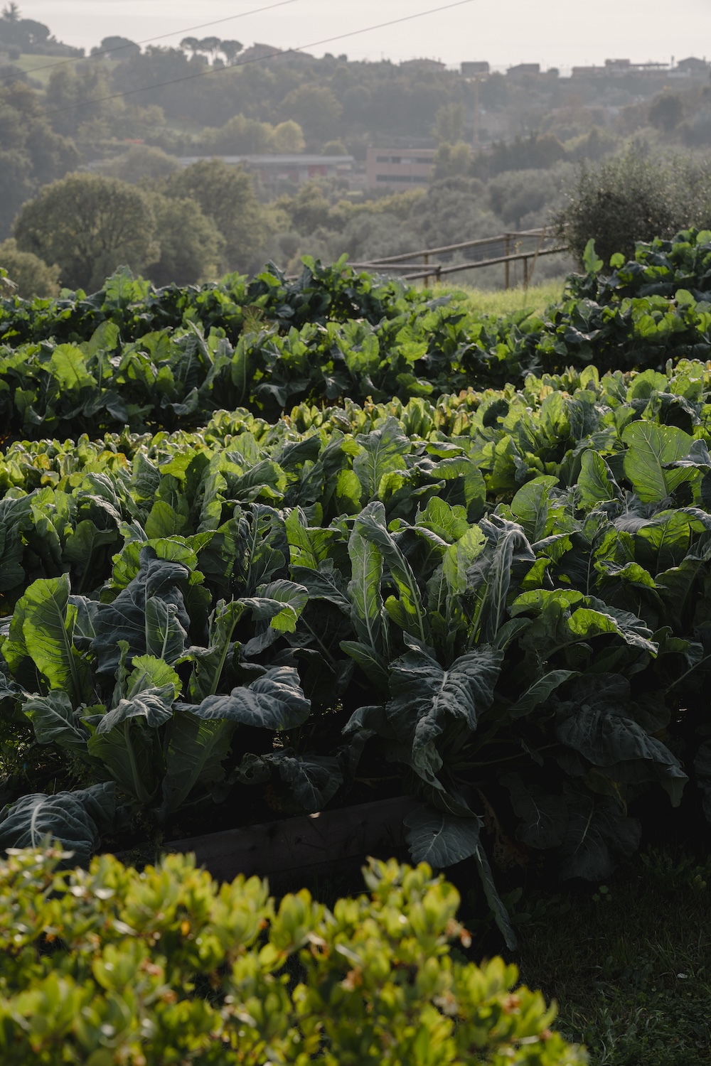 Applying biomimicry and other lessons from nature has improved taste, nutritional value and crop yield (photo by Marco Valmarana)